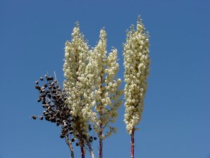 Yucca elata