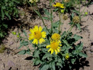 Verbesina encelioides