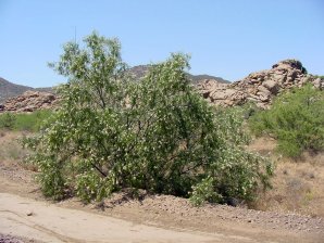Desert Willow