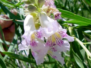 Desert Willow Blossoms
