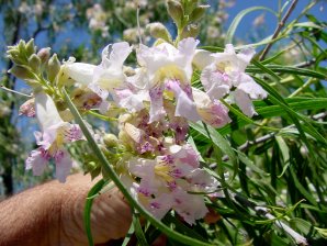 Desert Willow Blossoms