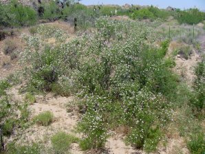 Desert Willow