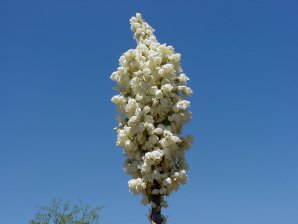 Spanish Bayonet