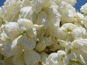 Whipple Yucca