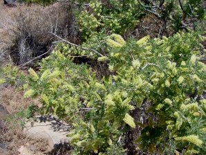 Fabaceae Acacia greggii 