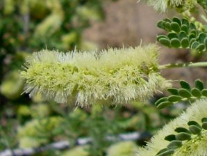 Catclaw acacia Blossom
