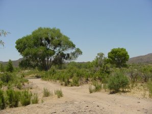 Fremont CottonWood Trees