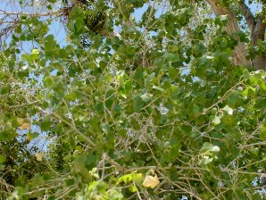 Populus fremonti