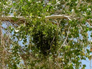 Big Leaf MistleToe