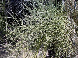 Ephedra trifurca