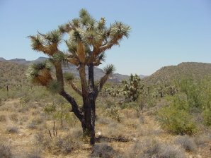 Joshua Tree
