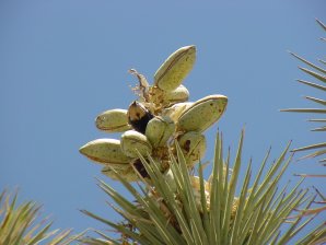Joshua Tree Buds