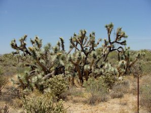 Yucca brevifolia