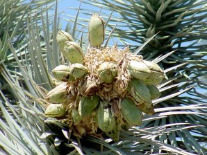 Joshua Tree Buds