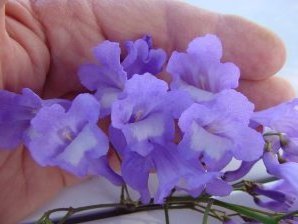 Jacaranda mimosaefolia