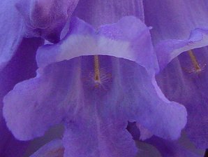 Jacaranda Blossoms