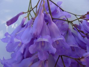 Jacaranda Blossoms