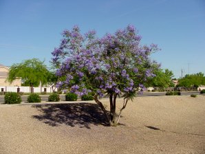 Jacaranda Tree
