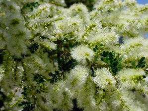 Pithecolobium (Pithecellobium) flexicaule
