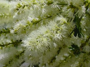 Texas Ebony Blossoms