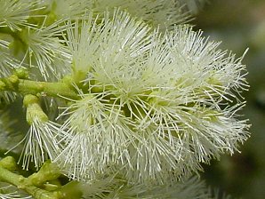 Texas Ebony Blossom