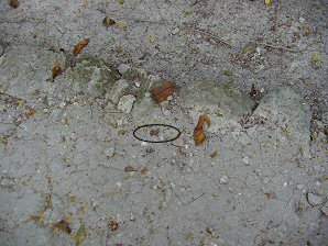 Tiny Toad