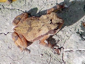 Tiny Toad