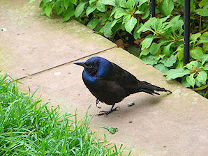 Copley Square, Brewer's Blackbird, Euphagus cyanocephalus. Boston, Massachusetts. Travel, Tours Photos, Pictures, Information, & Reviews.