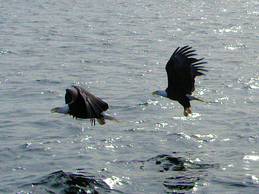 Bald Eagles (Haliaeetus leucocephalus). Photo Taken From The 'Amoeba' To Sail The Bras D'or Lakes at Baddeck, Nova Scotia with Amoeba Sailing Tours. Travels, Tours, Photos, Pictures, Images, Information, & Reviews.