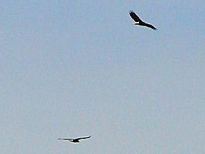 Bald Eagles (Haliaeetus leucocephalus). Sailing On The Bras D'or Lakes. Travel, Tours Photos, Pictures, Images, Information, & Reviews.