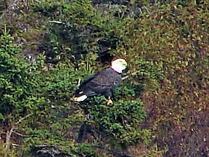 Bald Eagles (Haliaeetus leucocephalus). Sailing On The Bras D'or Lakes. Travel, Tours Photos, Pictures, Images, Information, & Reviews.