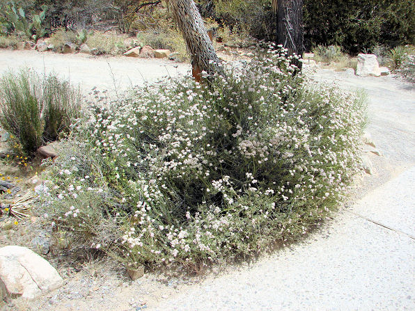 Flat Top Buckwheat Bush