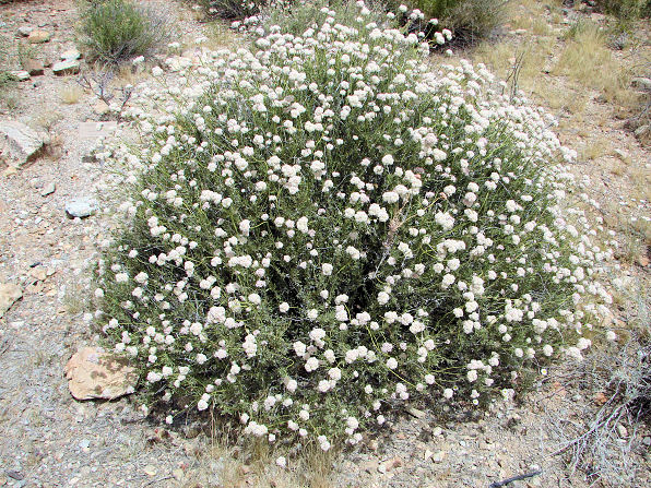 Flat Top Buckwheat Bush