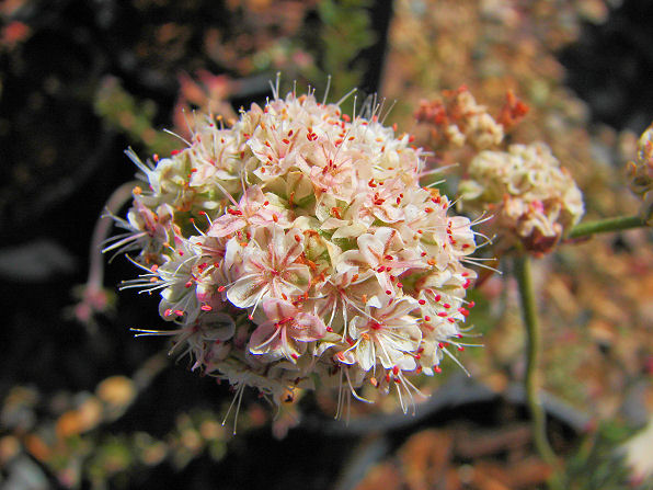 Flat Top Buckwheat.  Also called: California Buckwheat,  Eastern Mojave Buckwheat.