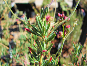Eriogonum fasciculatum