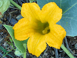 Buffalo Gourd, Cucurbita foetidissima. Also called: Wild Pumpkin, Wild Gourd, Missouri Gourd, Fetid, Fetid Gourd, Coyote Gourel, Chilicote, Calabazilla. Arizona Wild Flowers. Pictures, Photos, Images, Descriptions, Information, Reviews.