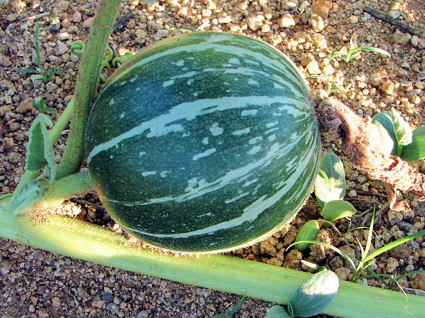 Buffalo Gourd, Cucurbita foetidissima. Also called: Wild Pumpkin, Wild Gourd, Missouri Gourd, Fetid, Fetid Gourd, Coyote Gourel, Chilicote, Calabazilla. Arizona Wild Flowers. Pictures, Photos, Images, Descriptions, Information, Reviews.