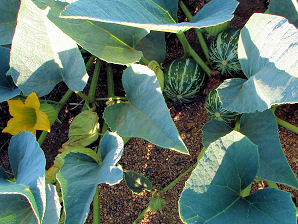 Buffalo Gourd, Cucurbita foetidissima. Also called: Wild Pumpkin, Wild Gourd, Missouri Gourd, Fetid, Fetid Gourd, Coyote Gourel, Chilicote, Calabazilla. Arizona Wild Flowers. Pictures, Photos, Images, Descriptions, Information, Reviews.