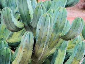 Blue Myrtle Cactus, Myrtillocactus geometrizans. Also Called: Blue Candle, Whortleberry Cactus, Cactus Myrtle, Bilberry Cactus, Blue Flame, Our Father. Xeriscape Landscaping Plants For The Arizona Desert Environment. Pictures, Photos, Information, Descriptions, Images, & Reviews. Cactus.