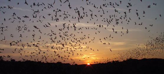 Bat Flight At Carlsbad Caverns Natural Entrance. Carlsbad Caverns. New Mexico. Hikes, Travels, & Tours. Photos, Pictures, Images,& Reviews.