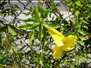 Cat Claw Ivy, Macfadyena unguis cati. Also called Cat's Claw, Yellow Trumpet Vine, Bignonia tweediana, Doxantha unguis-cati. Xeriscape Landscaping Plants For The Arizona Desert Environment.  Pictures, Photos, Information, Descriptions, Images, & Reviews. Vines.