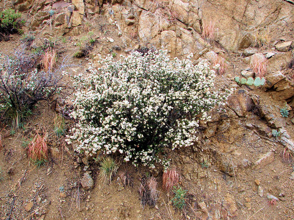 Gregg Ceanothus, Ceanothus greggii. Also called: Mountain Balm, Buckbrush, Wild Lilac, Red Root, Desert Ceanothus, Mojave Ceanothus. Plant In Yarnell Arizona. Arizona Wild Flowers. Pictures, Photos, Images, Descriptions, Information, Reviews.