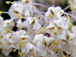 Gregg Ceanothus, Ceanothus greggii. Also called: Mountain Balm, Buckbrush, Wild Lilac, Red Root, Desert Ceanothus, Mojave Ceanothus. Plant In Yarnell Arizona. Arizona Wild Flowers. Pictures, Photos, Images, Descriptions, Information, Reviews.