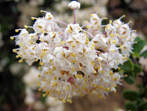Gregg Ceanothus, Ceanothus greggii. Also called: Mountain Balm, Buckbrush, Wild Lilac, Red Root, Desert Ceanothus, Mojave Ceanothus. Plant In Yarnell Arizona. Arizona Wild Flowers. Pictures, Photos, Images, Descriptions, Information, Reviews.