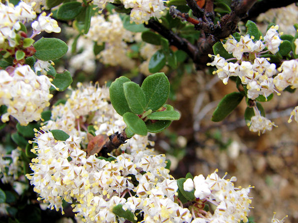 Gregg Ceanothus, Ceanothus greggii. Also called: Mountain Balm, Buckbrush, Wild Lilac, Red Root, Desert Ceanothus, Mojave Ceanothus. Plant In Yarnell Arizona. Arizona Wild Flowers. Pictures, Photos, Images, Descriptions, Information, Reviews.