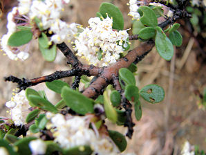 Gregg Ceanothus, Ceanothus greggii. Also called: Mountain Balm, Buckbrush, Wild Lilac, Red Root, Desert Ceanothus, Mojave Ceanothus. Plant In Yarnell Arizona. Arizona Wild Flowers. Pictures, Photos, Images, Descriptions, Information, Reviews.