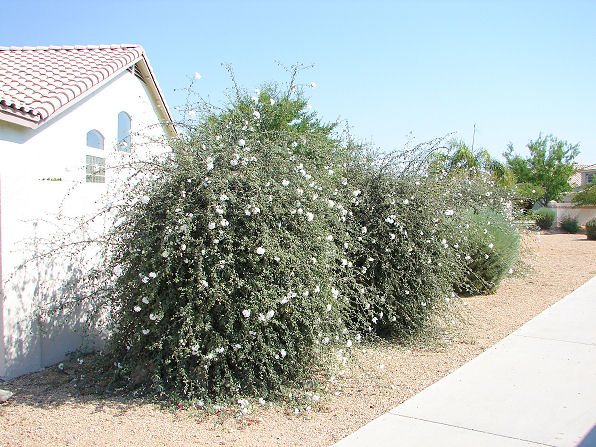 Little Leaf Cordia, Cordia parvifolia. Also Called: Small-Leaf Geigertree. Xeriscape Landscaping Plants For The Arizona Desert Environment. Pictures, Photos, Information, Descriptions, Images, & Reviews. Shrubs.