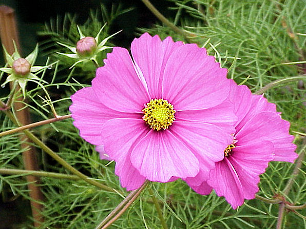 Southwestern Cosmos, Cosmos bipinnatus. Also called; Cosmos, Common Cosmos, Mexican Aster. Xeriscape Landscaping Plants For The Arizona Desert Environment.. Pictures, Photos, Information, Descriptions, Images, & Reviews. Annuals.