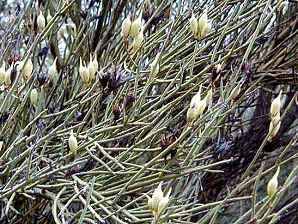 Crucifixion Thorn Seed Pods.