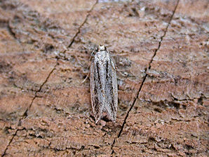 Peach Twig Borer, Anarsia lineatella.